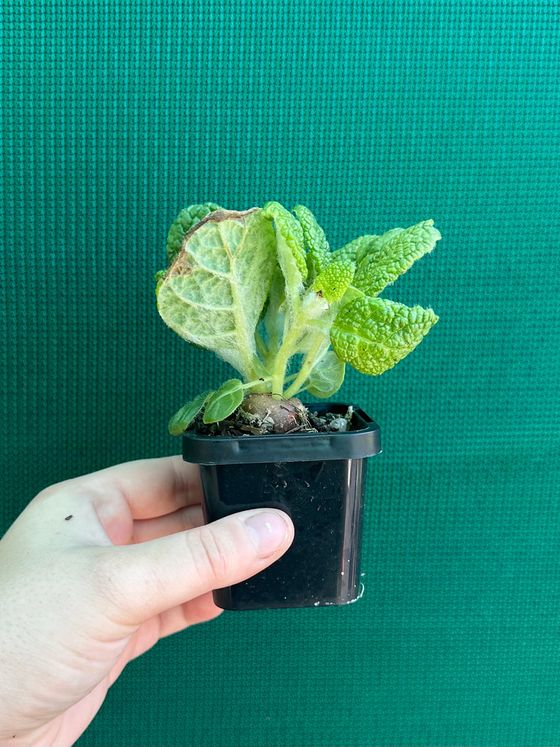 Sinningia Bullata ‘Emerald Forest’