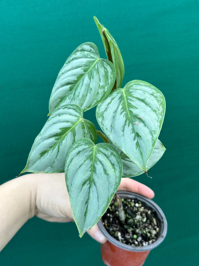 Philodendron sodiroi | Aroids Australia