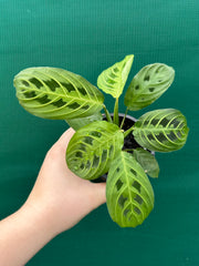 Maranta ‘Lemon Lime’ NEW