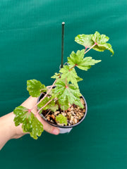 Begonia dregei