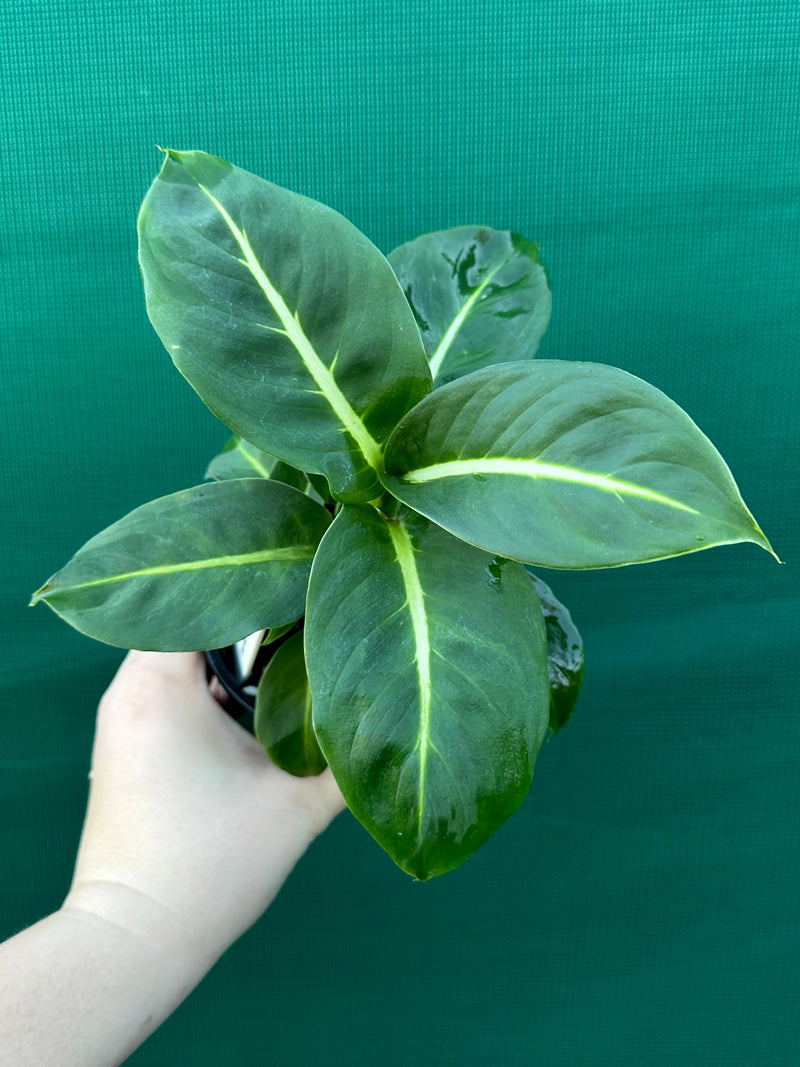 Dieffenbachia ‘Green Magic’ NEW