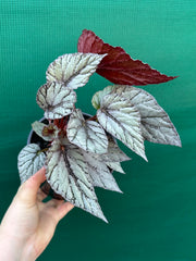 Begonia ‘Glacier’