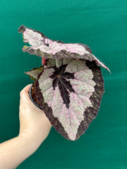 Begonia ‘Lively Ladd’