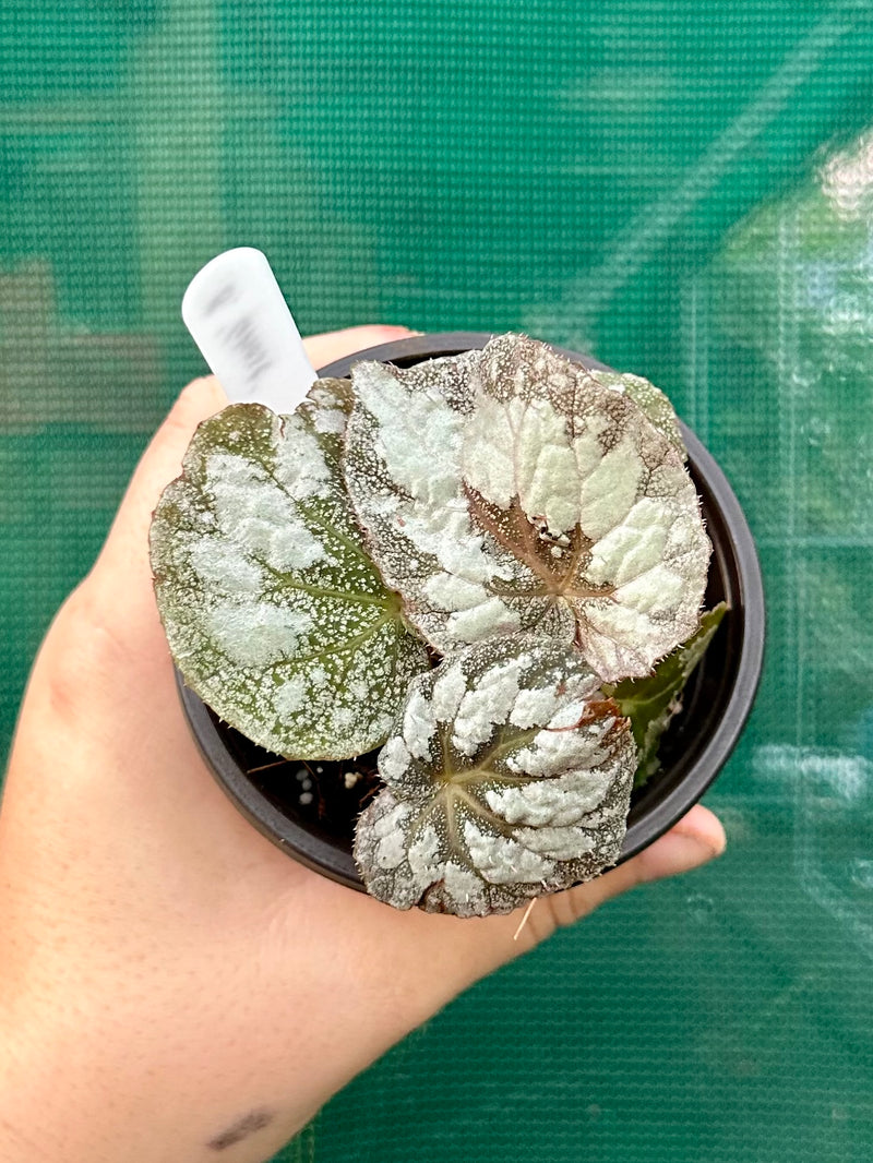 Begonia ‘Ghost’ NEW