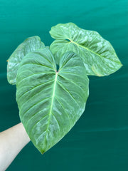 Philodendron 'Majestic' (Verrucosum x Sodiroi)