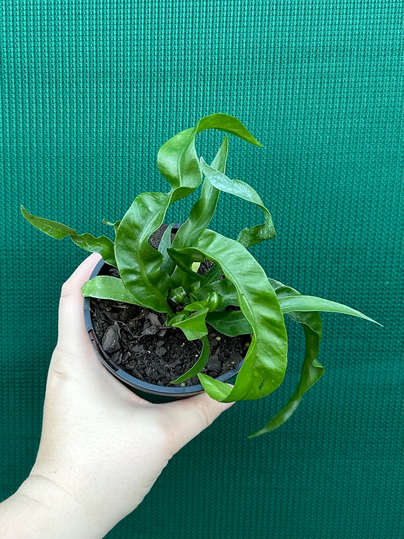 Asplenium ‘Hurricane’ NEW