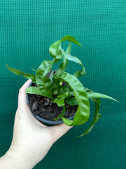 Asplenium ‘Hurricane’ NEW