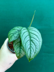 Monstera ‘El Salvador’