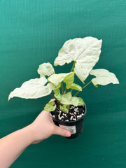 Syngonium ‘Moonlight’ NEW