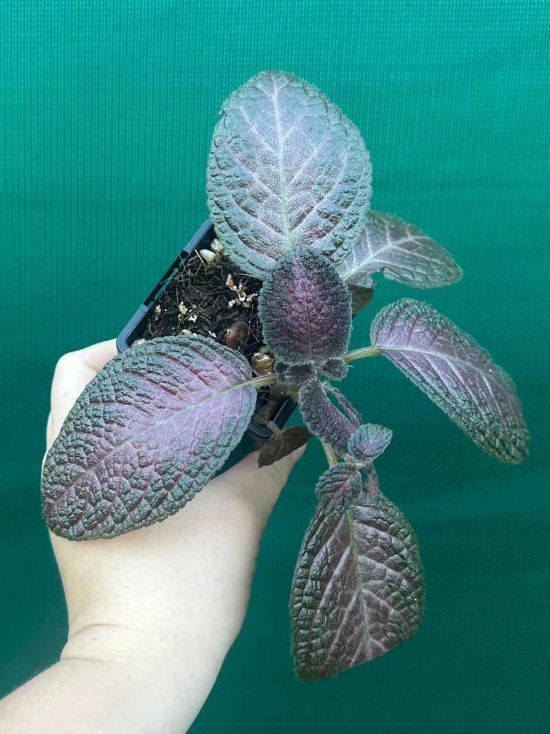Episcia cupreata