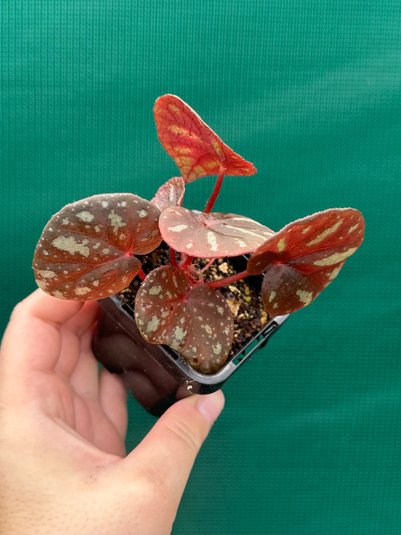 Begonia balansana