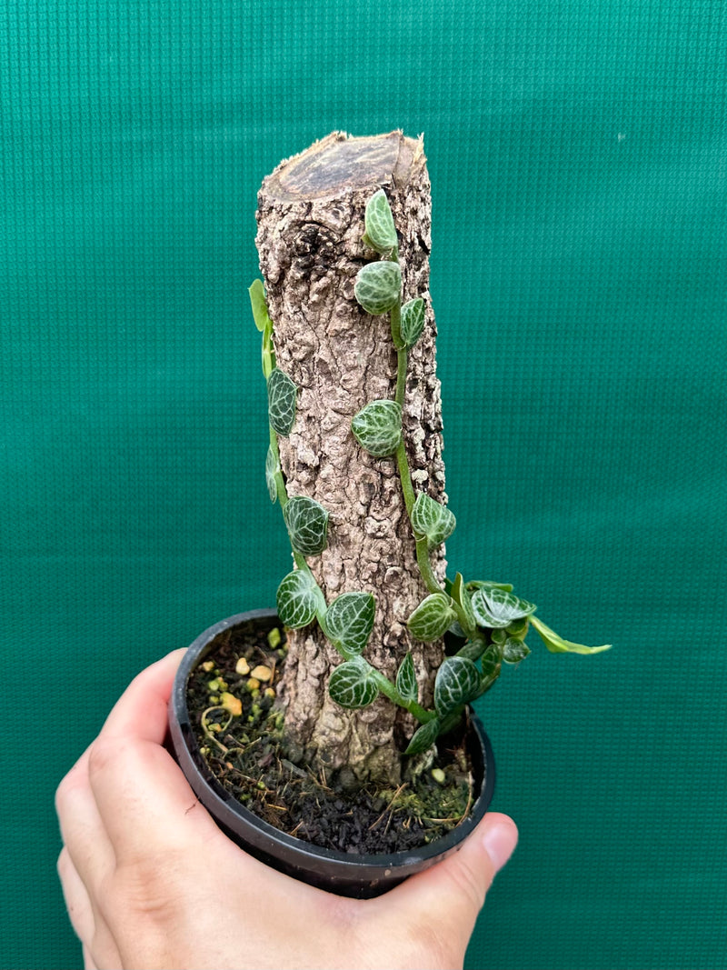 Rhaphidophora Cryptantha
