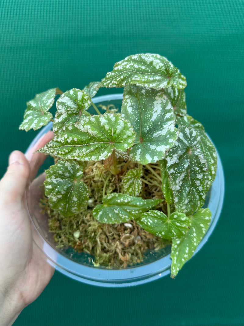 Begonia lukuana NEW