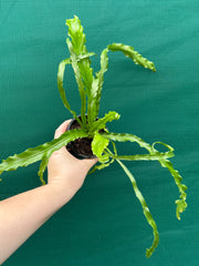 Asplenium ‘Osaka’ NEW