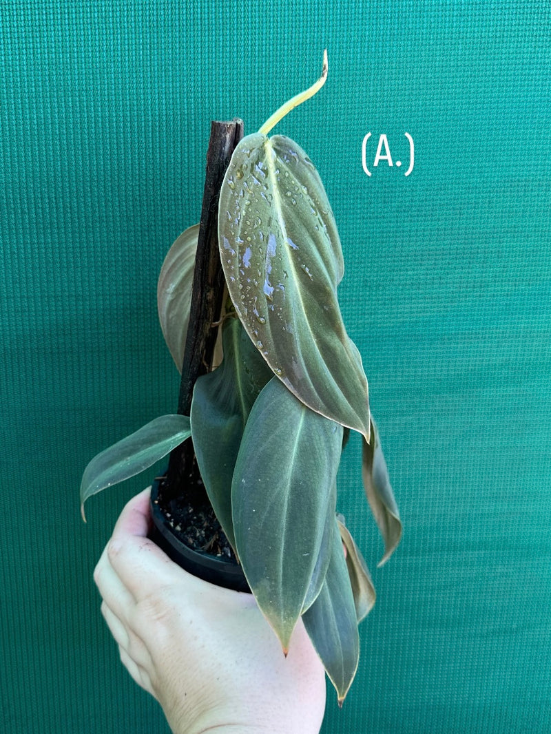 Philodendron ‘Gigas’
