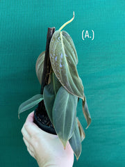 Philodendron ‘Gigas’