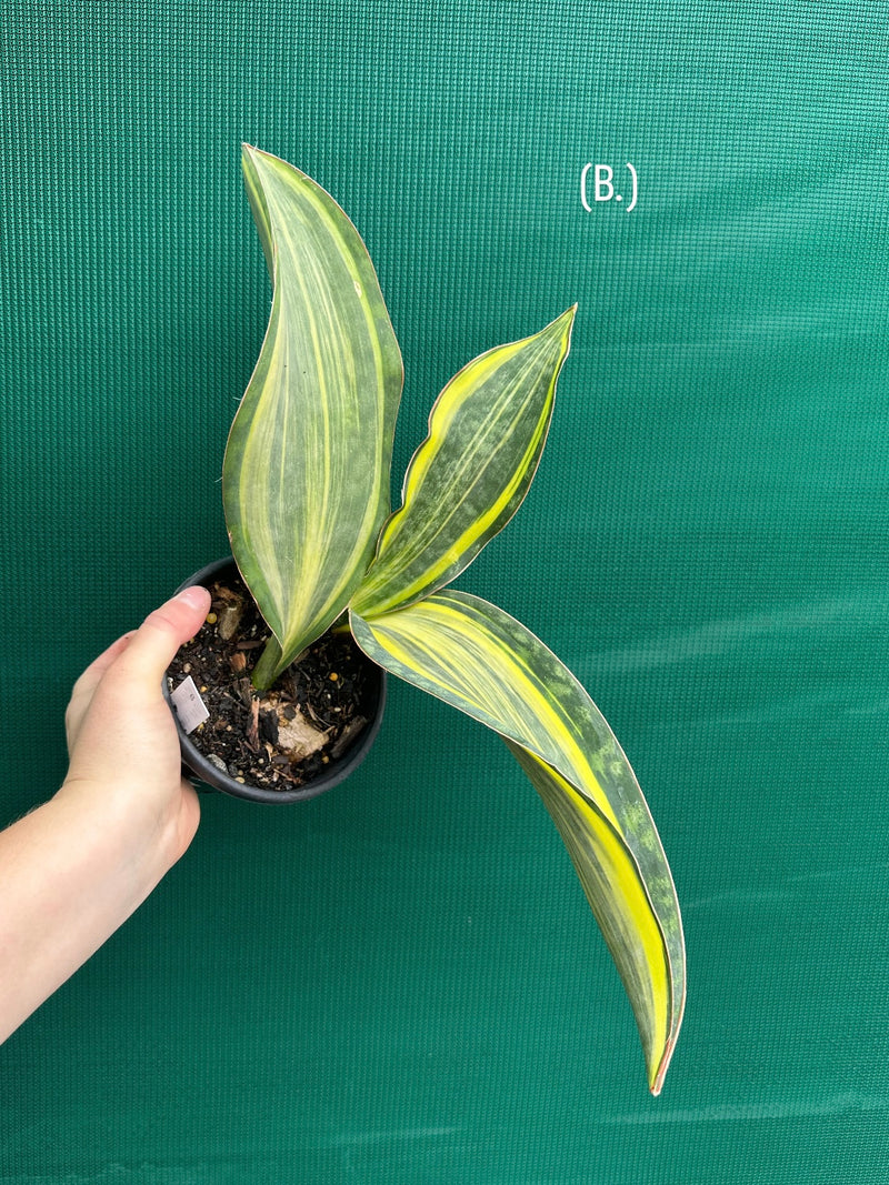 masoniana variegata NEW
