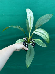 Spathiphyllum ‘Candle Light’