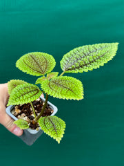 Pilea involucrata