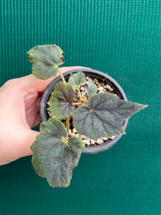 Begonia ‘Capricorn Sunset’