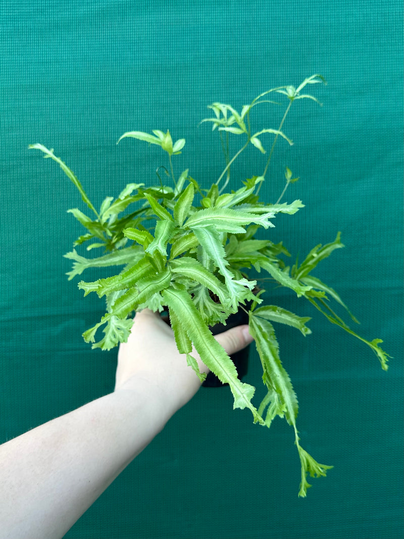 Pteris Fern Unknown 4