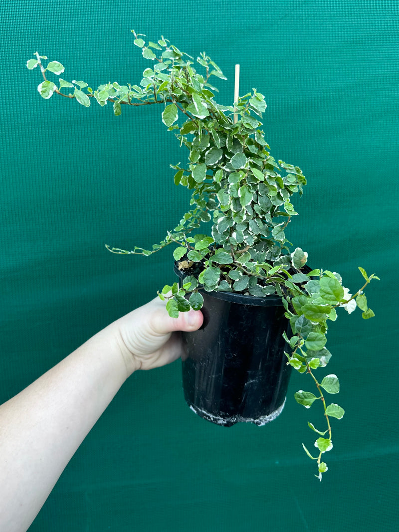 Ficus ‘Pumila Variegata’