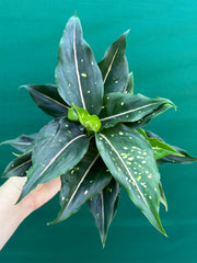 Aglaonema ‘Pink Dalmation’