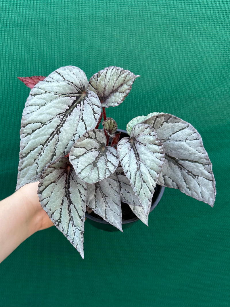 Begonia ‘Glacier’
