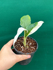 Spathiphyllum ‘Picasso’