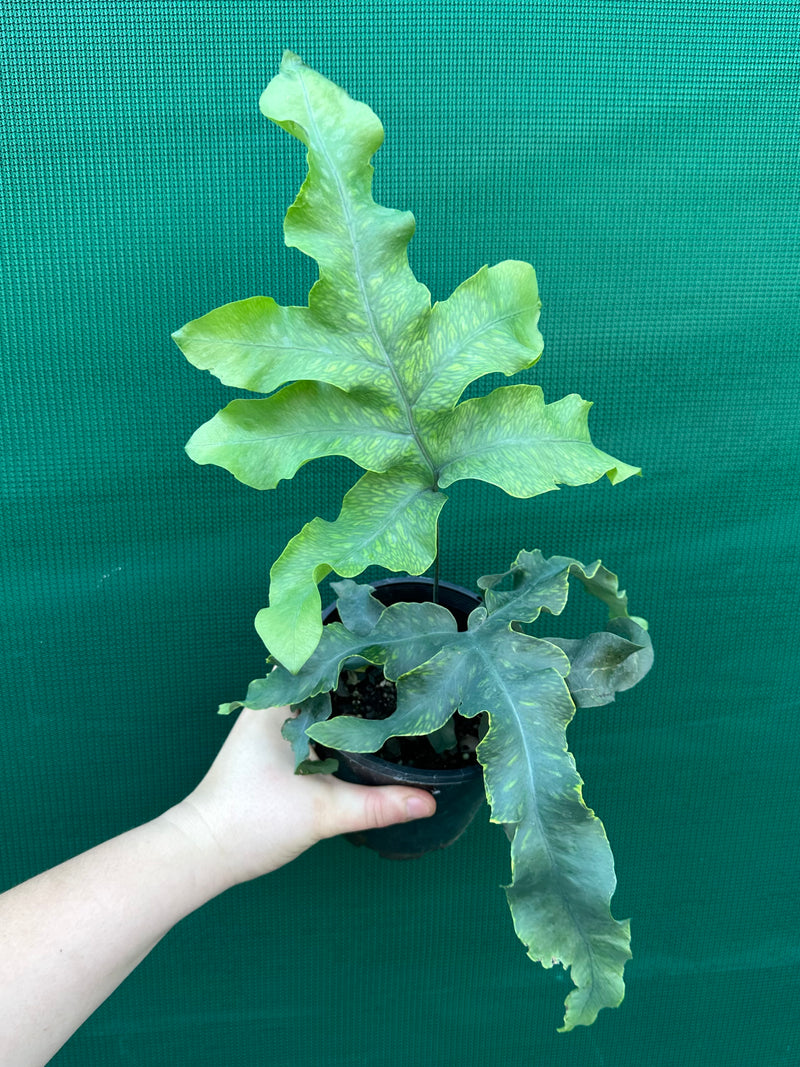 Phlebodium Aureum ‘Crisped Blue Fern’