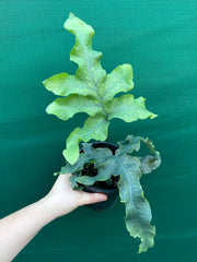 Phlebodium Aureum ‘Crisped Blue Fern’