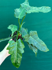 Philodendron ‘Golden Dragon’ NEW