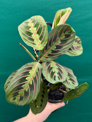Maranta Leuconeura NEW