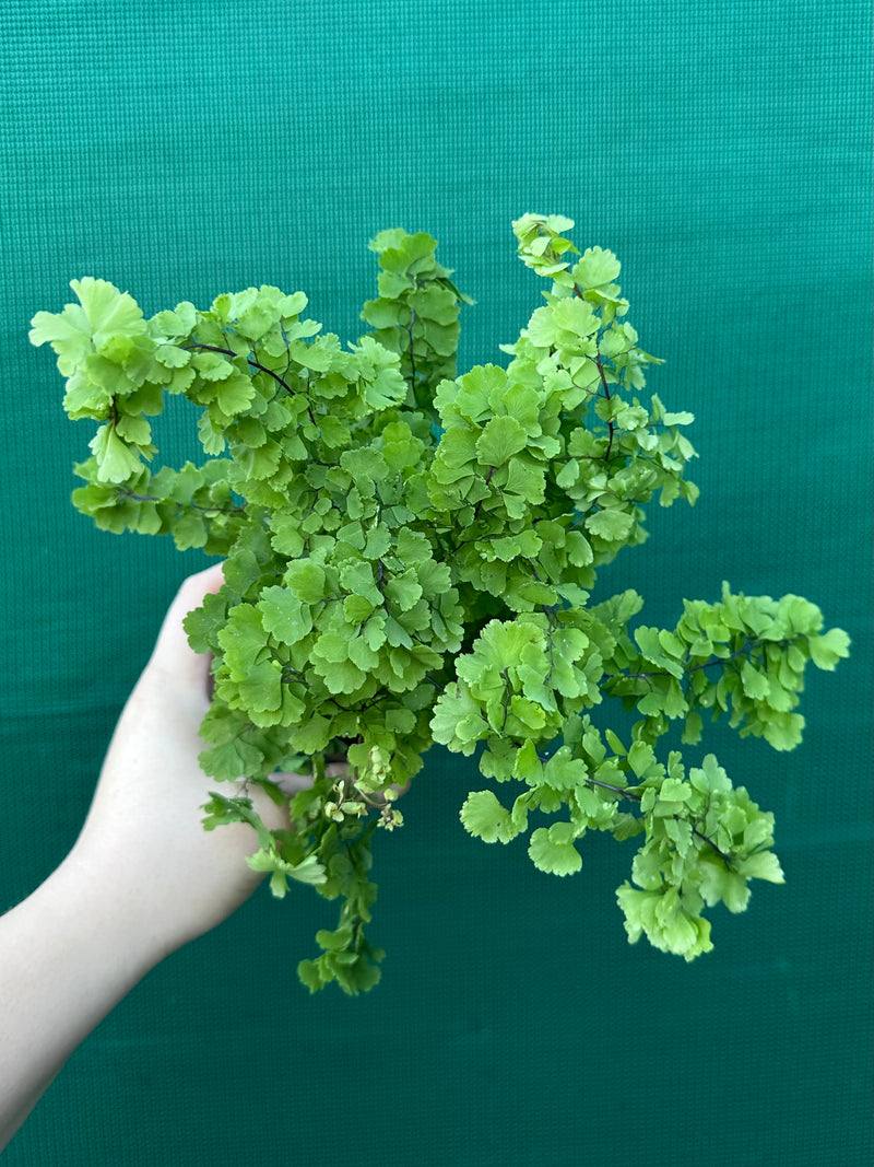 Adiantum unknown 2