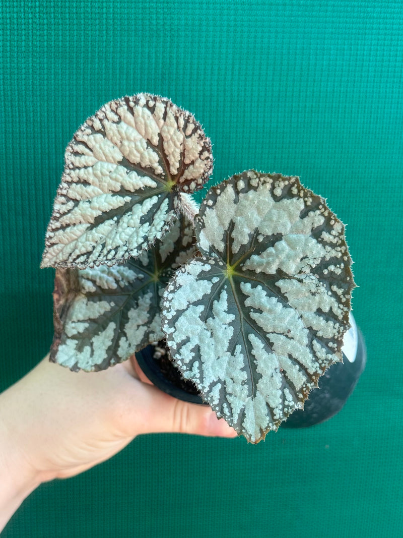 Begonia ‘Polonaise’