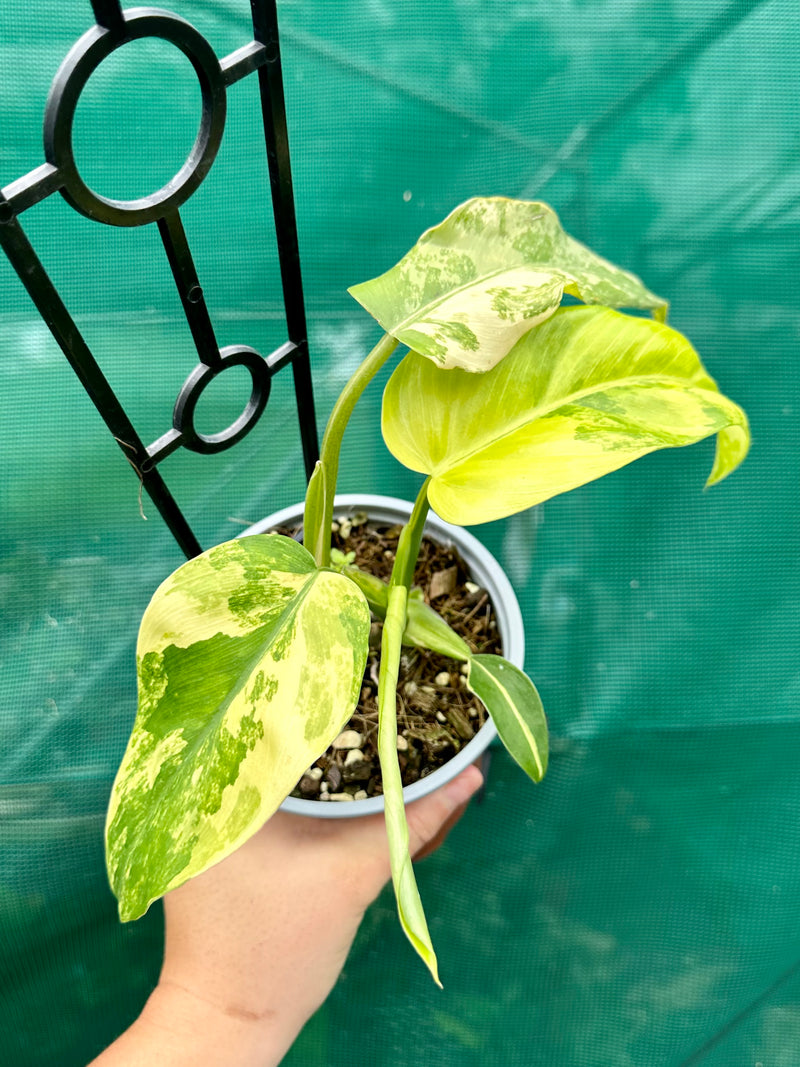 Philodendron ‘Domesticum Variegated’ NEW