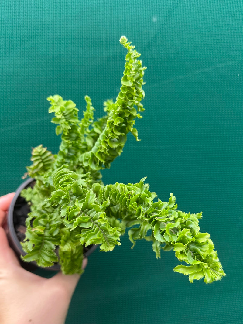 Nephrolepsis ‘Emina’ NEW