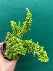 Nephrolepsis ‘Emina’ NEW