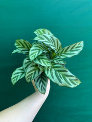 Calathea ‘Freddy’