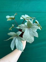 Begonia ‘Pollux’