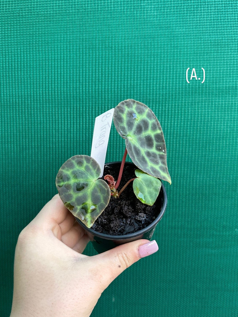 Begonia trang