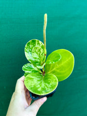 Peperomia Obtusifolia ‘Variegated’