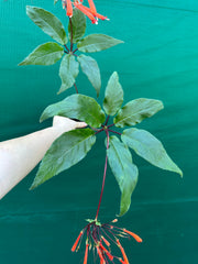 Sinningia douglasii NEW