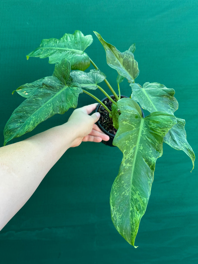 Philodendron ‘Golden Dragon’ NEW