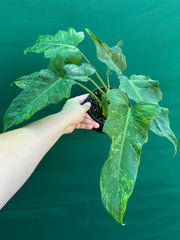 Philodendron ‘Golden Dragon’ NEW