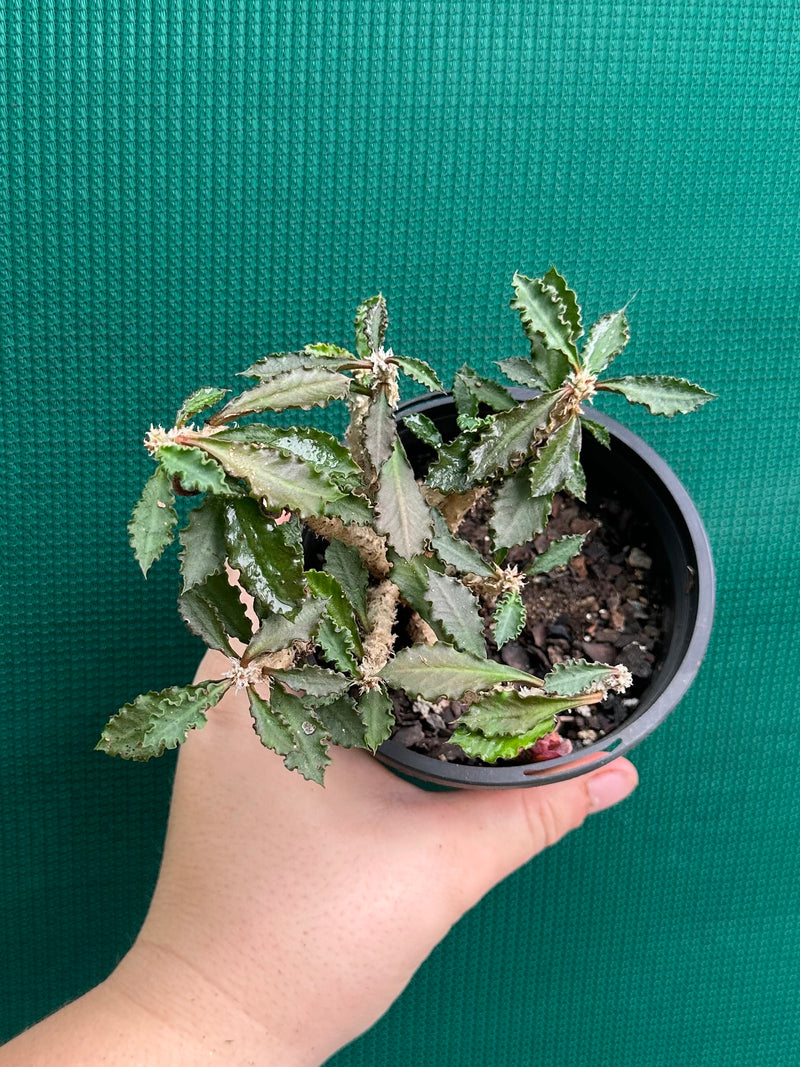 Euphorbia capsaintemariensis NEW