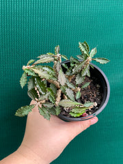 Euphorbia capsaintemariensis NEW