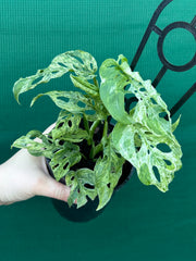 Monstera adansonii (Mottled Variegation) NEW