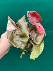 Syngonium 'Strawberry Ice’ NEW