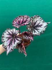 Begonia NOID 56